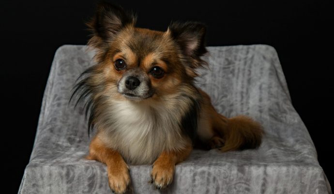 pexels-pixabay-434046